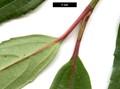 SpeciesSub: 'Winton' (V.erubescens × V.henryi)